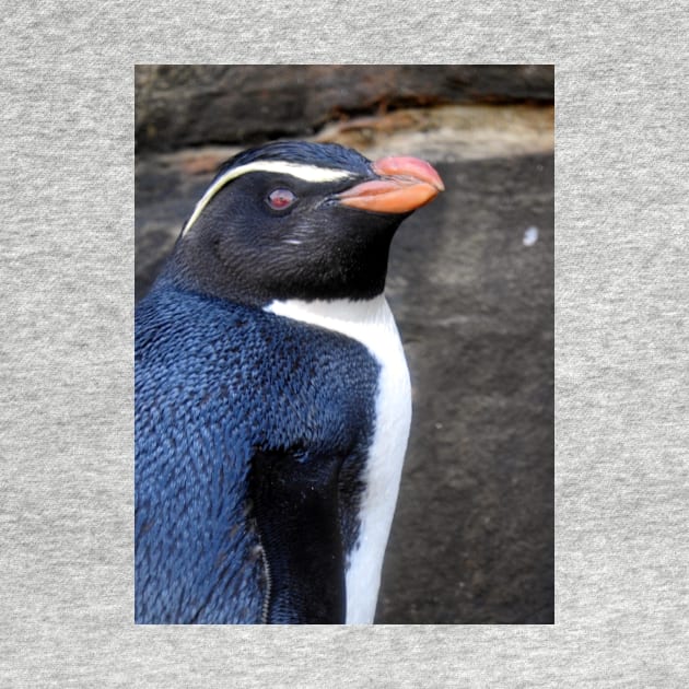 Fiordland Penguin by kirstybush